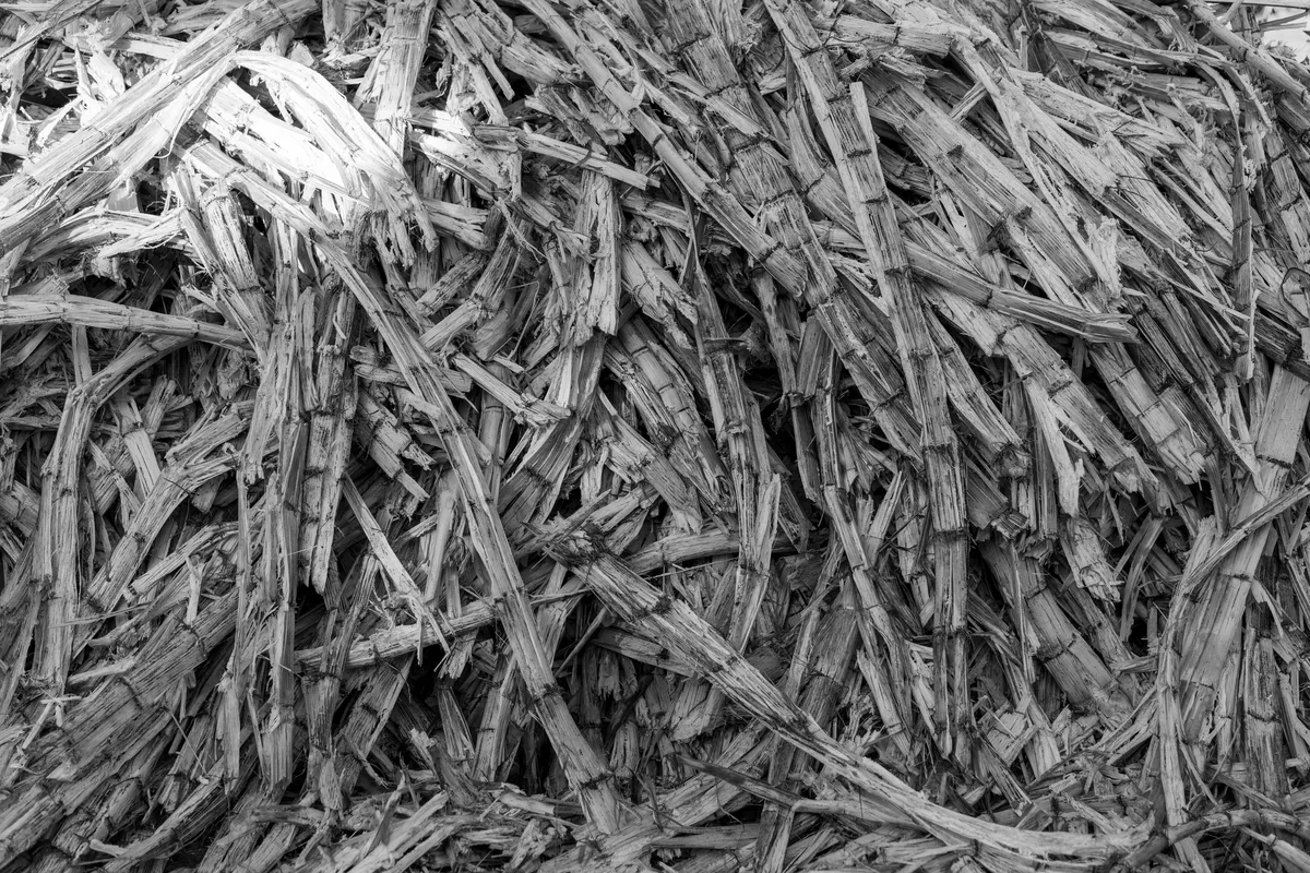 Black-and-white close-up of bagasse, the cane fibers left after pressing